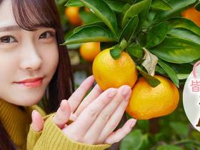 皆瀬あかり(皆濑明里)出道作品MOGI-017介绍及封面预览