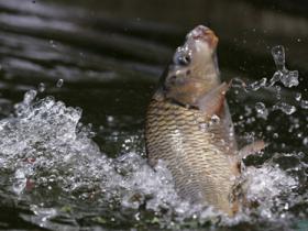 钓鱼不为单纯钓鱼而是钓心情